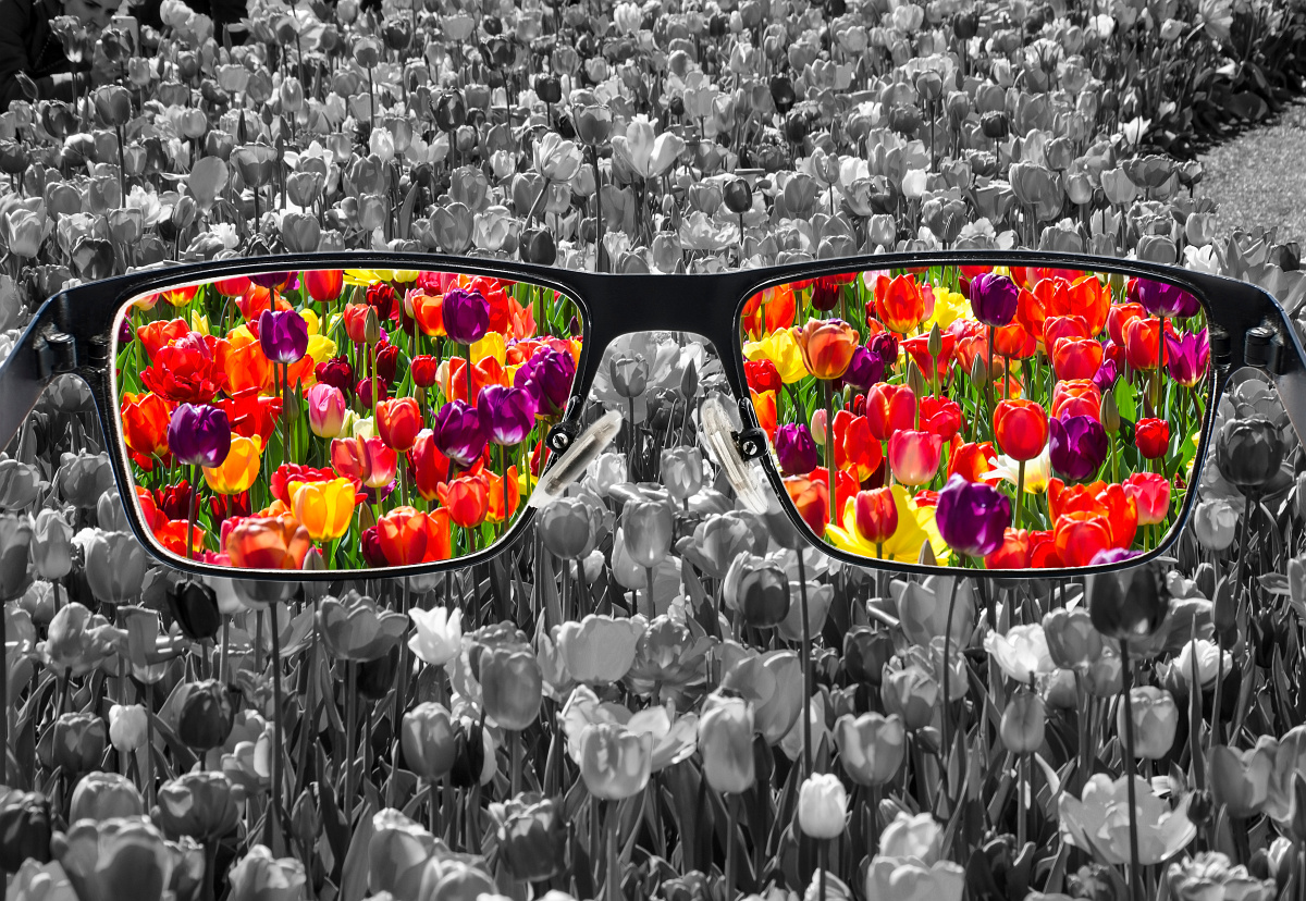 schwarz-weißes Blumenfeld mit Brille in der die Farben der Blumen sichtbar werden