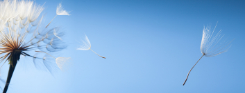 Pusteblume und strahlend blauer Himmel